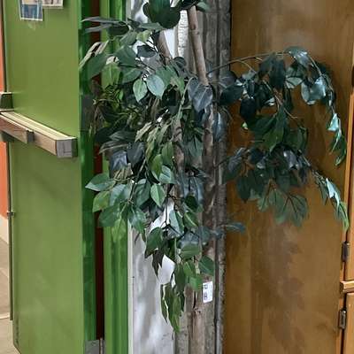 Faux Ficus Tree